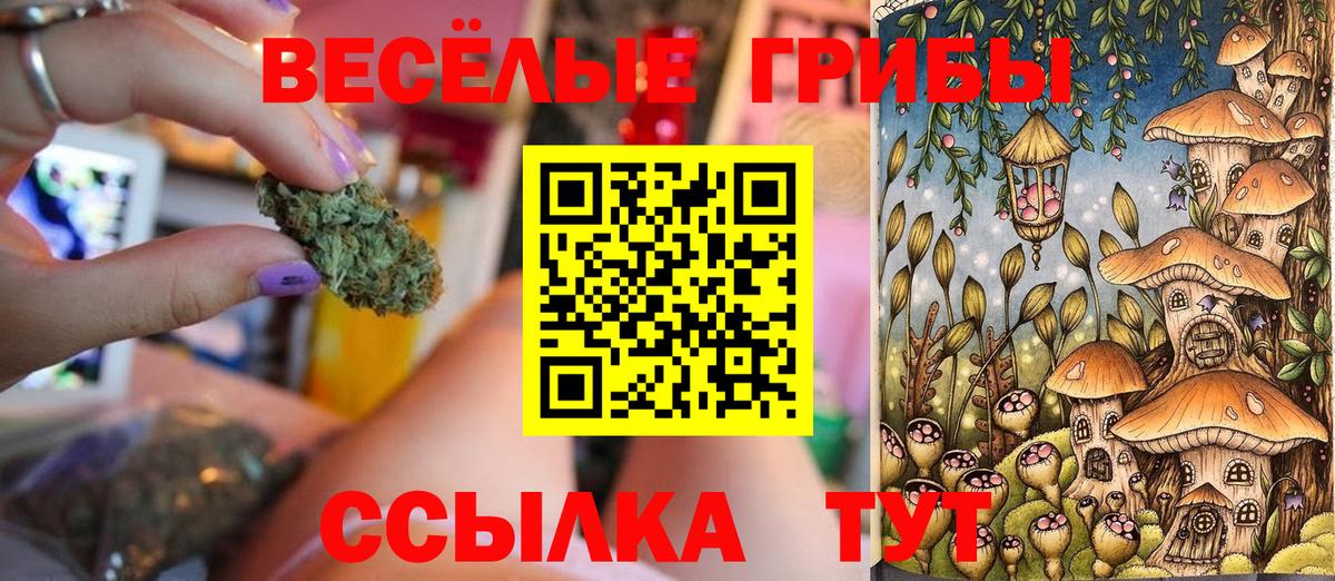 Псилоцибиновые грибы Psilocybe Камень-на-Оби